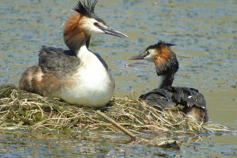 Птица чомга фото и описание Чомга (Podiceps cristatus). Птицы Кыргызстана.