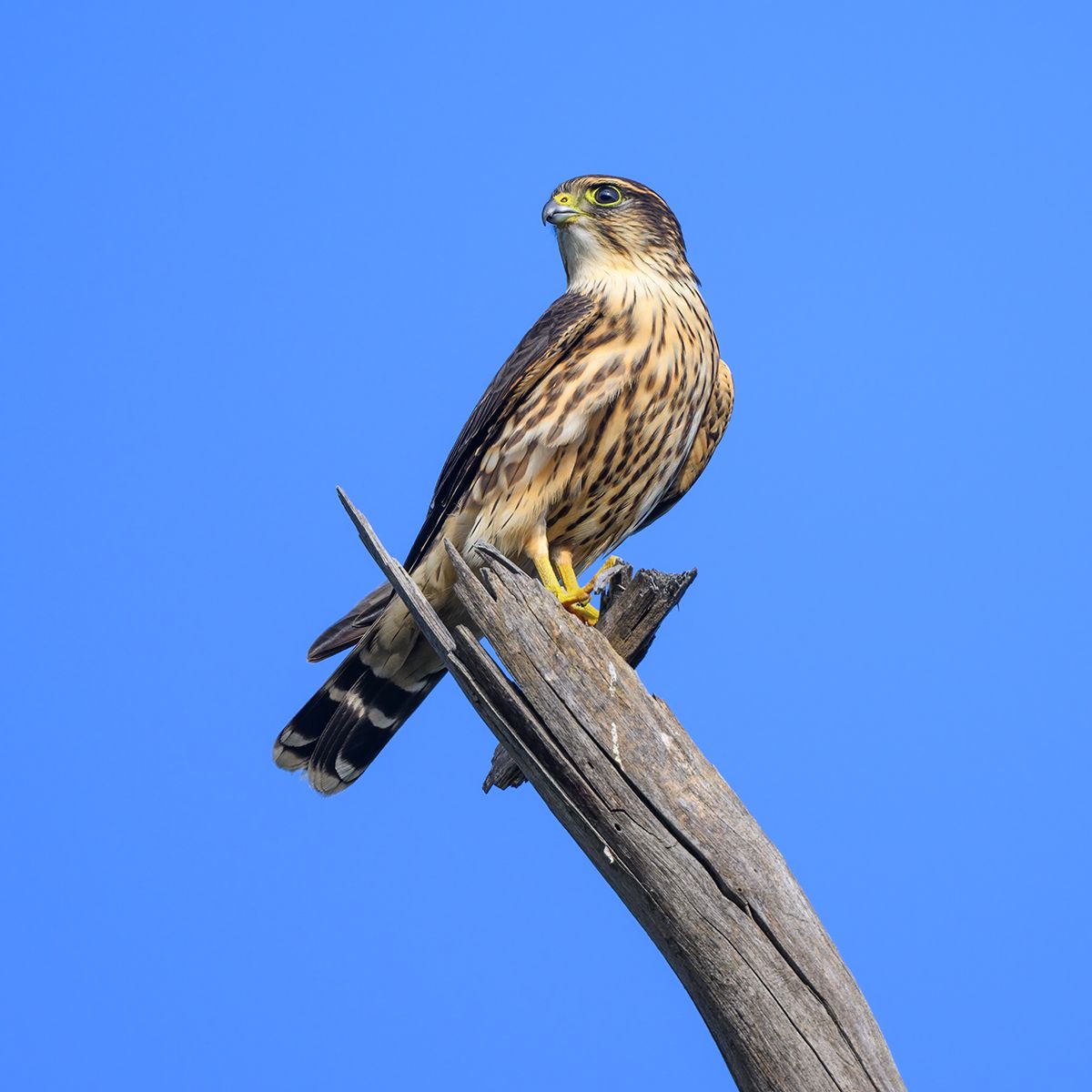 Птица дербник фото Merlin. Photographer AlexsanderBB