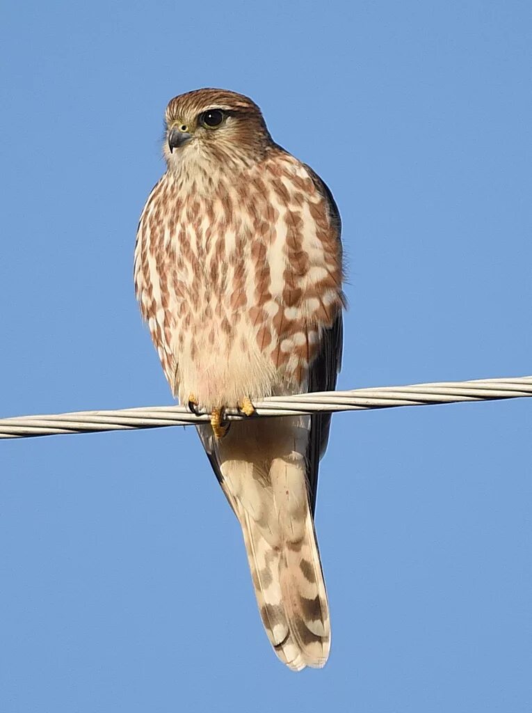 Птица дербник фото Merlin (Falco columbarius). Birds of Siberia.