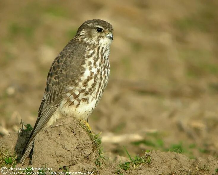 Птица дербник фото Pacific Merlin (Falco columbarius pacificus), female of Eastern Asian subspecies