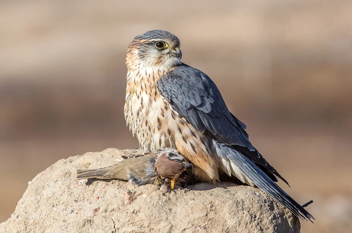 Птица дербник фото Merlin (Falco columbarius). Birds of Kyrgyzstan.