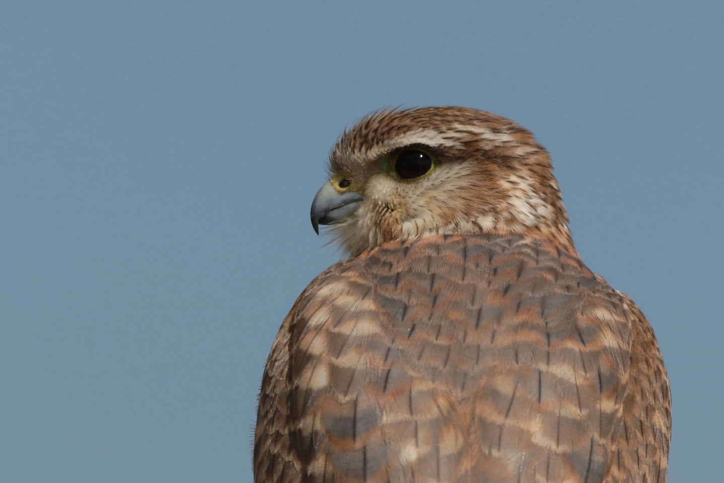 Птица дербник фото Merlin (Falco columbarius). Birds of Siberia.