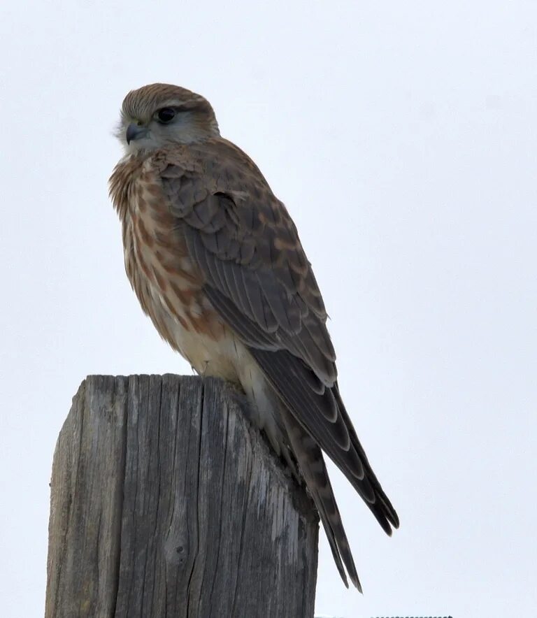 Птица дербник фото Merlin (Falco columbarius). Birds of Siberia.