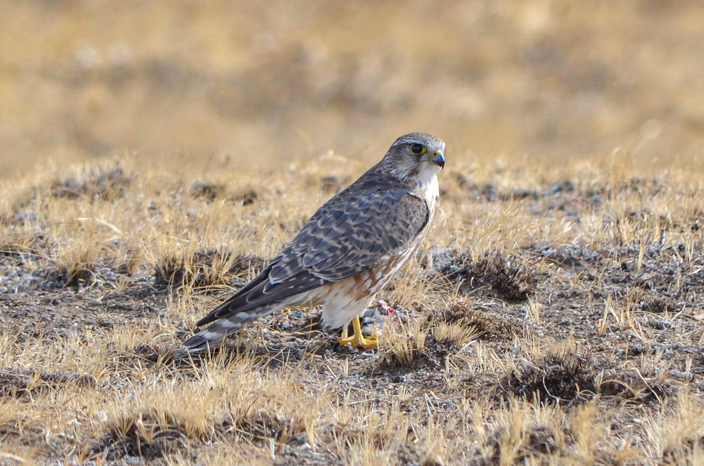 Птица дербник фото Merlin (Falco columbarius). Birds of Siberia.