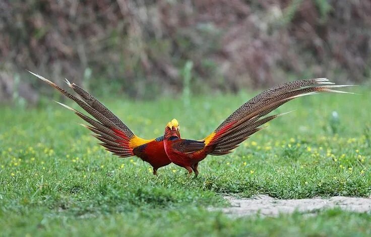 Птица длинное фото Российский Сервис Онлайн-Дневников Bird, Animals