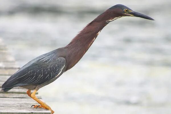 Птица длинное фото Best Bird of the Weekend (Fourth of September 2012) Green heron, Birds, Sea bird