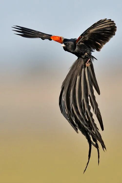 Птица длинное фото Pin on Birds: African 1