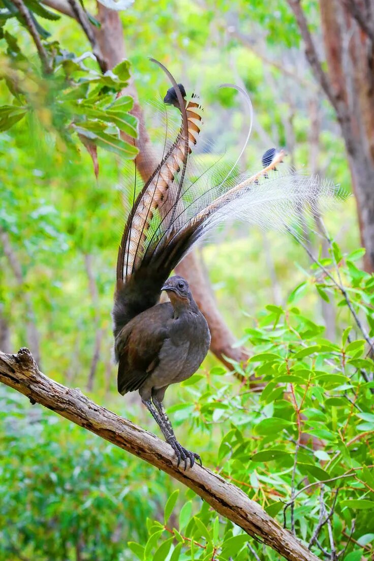 Птица длинное фото I Photographed The Best Copycat Bird In The World, Lyrebird Australian native an