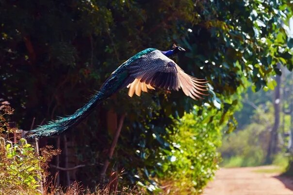 Птица длинное фото Birdsnews - птичьи новости Основной альбом - 12 фотографий ВКонтакте