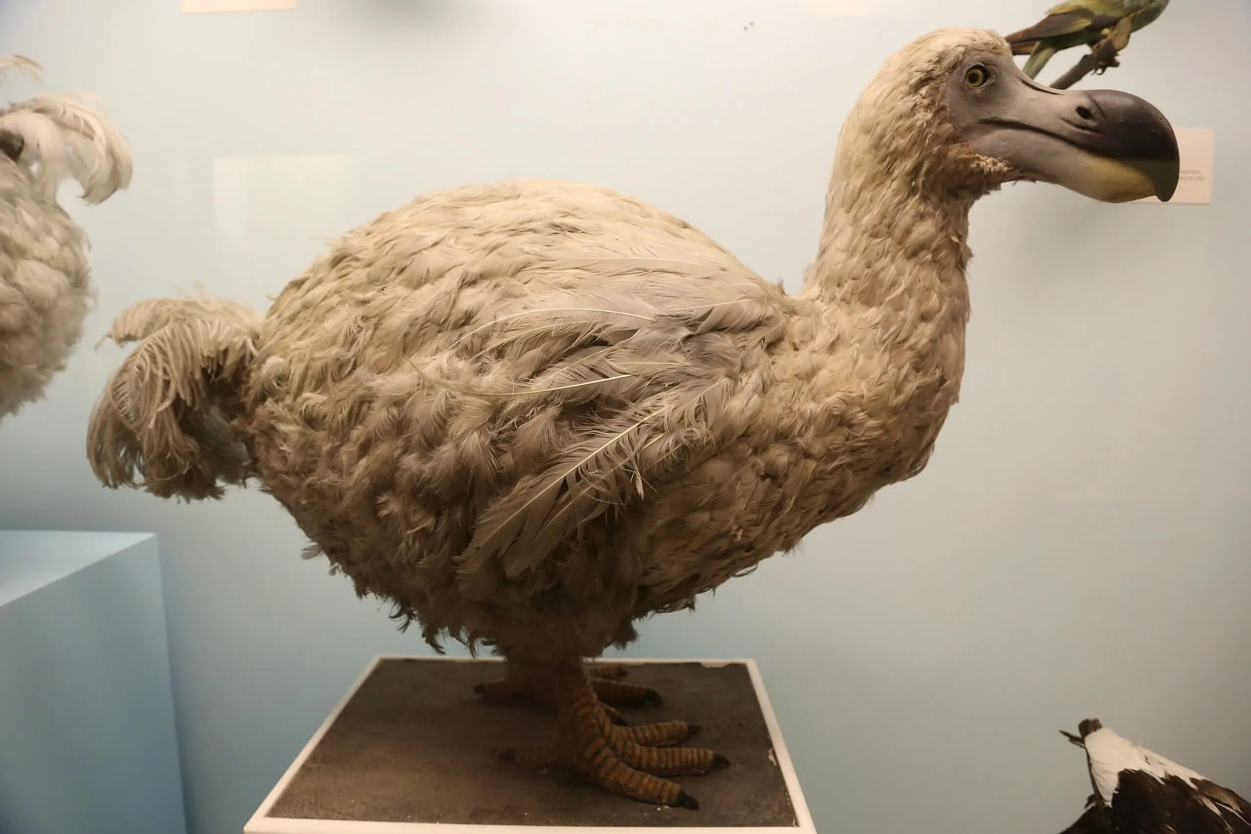 Птица додо фото Company trying to bring back the woolly mammoth wants to resurrect the dodo Tech