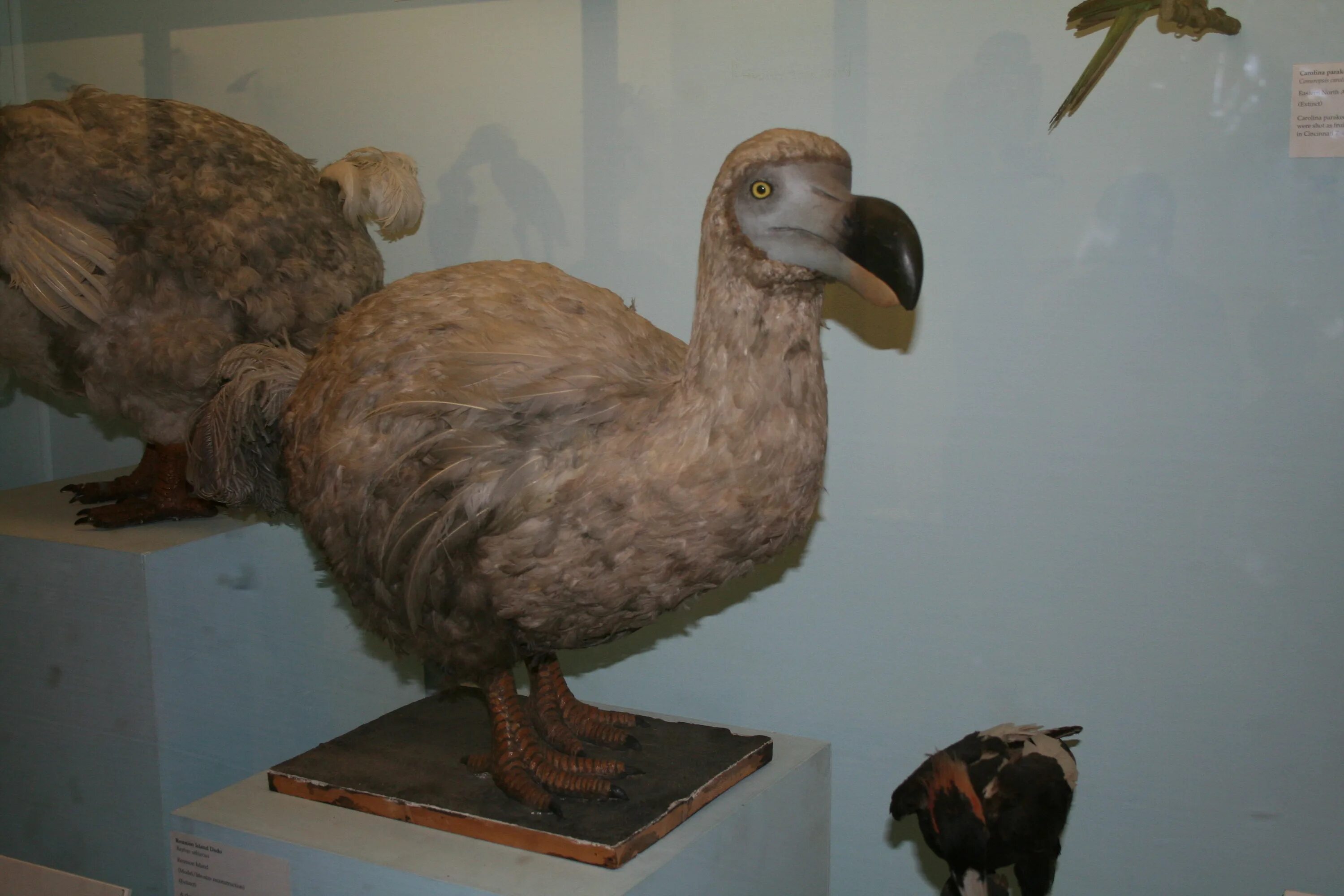 Птица додо фото Ficheiro:Dodo Natural History Museum London England.jpg - Wikipédia, a enciclopé