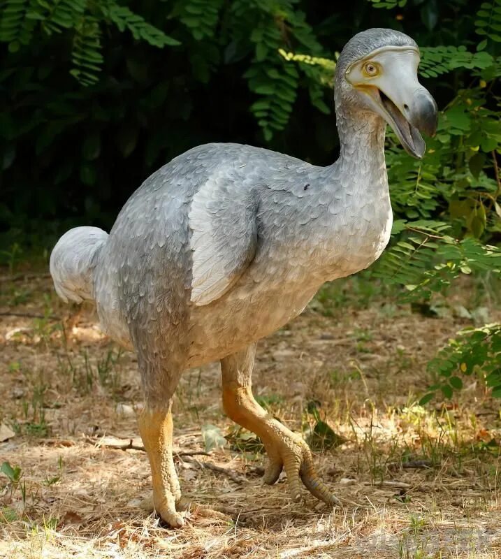 Птица додо фото настоящие The Dodo Bird that became extinct in the 17th Century 絶 滅 動 物, 古 代 生 物, 鳥 の 写 真