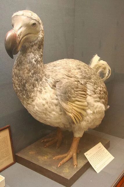 Птица додо фото настоящие Top 10 dodo bird ideas and inspiration