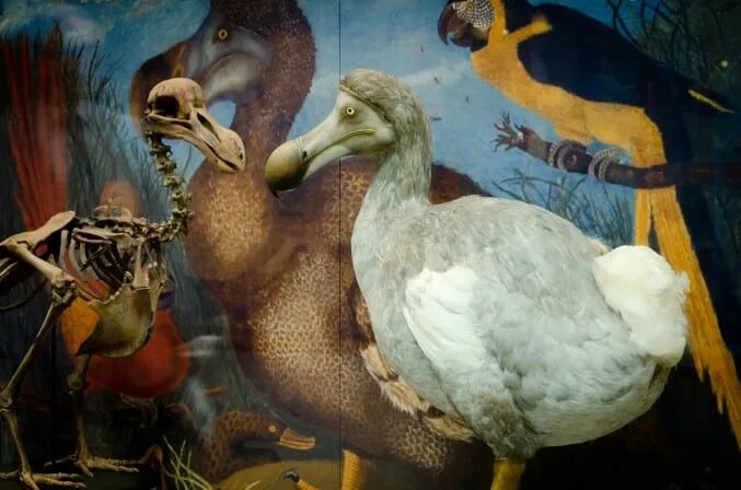 Птица додо фото настоящие An Oxonian Dodo in Bristol Bristol Museum & Art Gallery