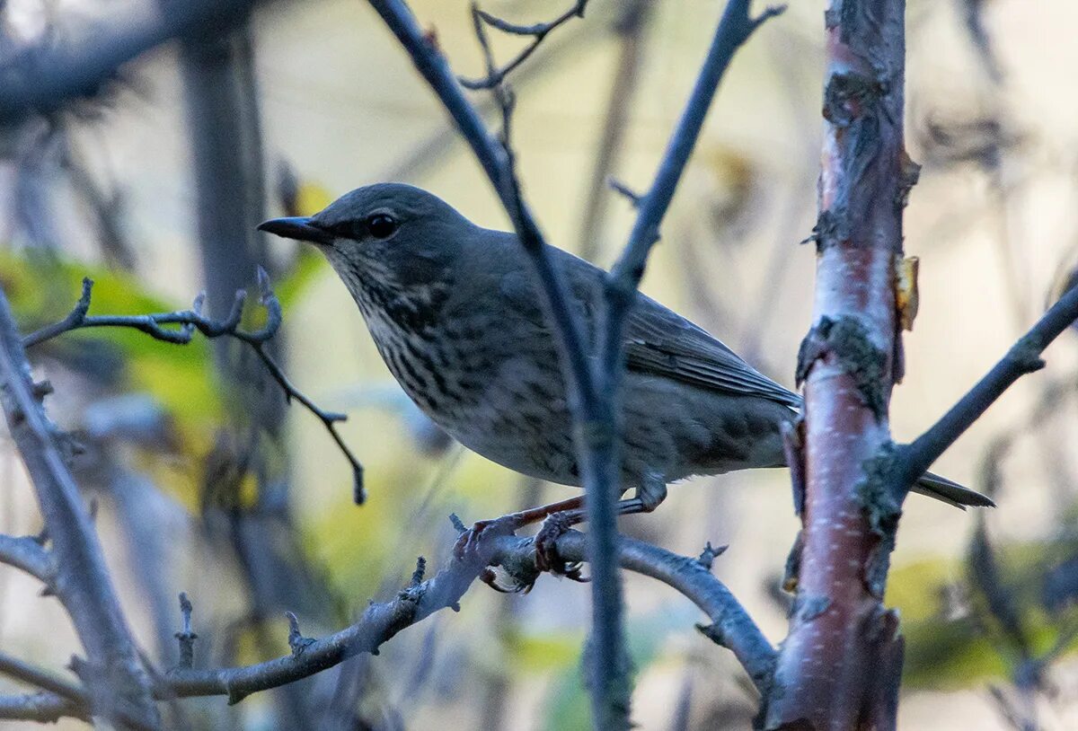 Птица дрозд фото и описание Black-throated Thrush (Turdus atrogularis). Birds of Siberia.