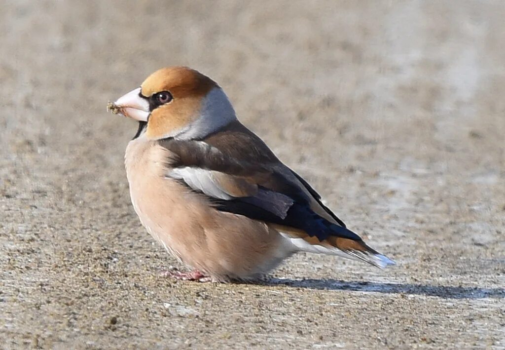 Птица дубонос фото и описание где обитает Hawfinch (Coccothraustes coccothraustes). Birds of Siberia.