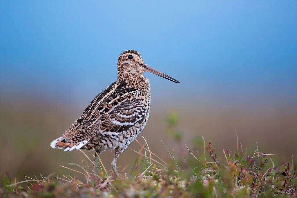 Птица дупель фото и описание Great Snipe dubbelbeckasin Gallinago media Daniel Pettersson Flickr