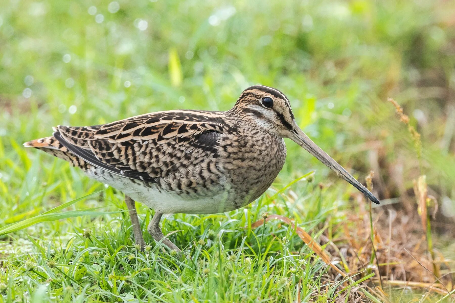 Птица дупель фото и описание Swinhoe's Snipe - Gallinago megala - Recherche de fichiers audio-visuels - Macau