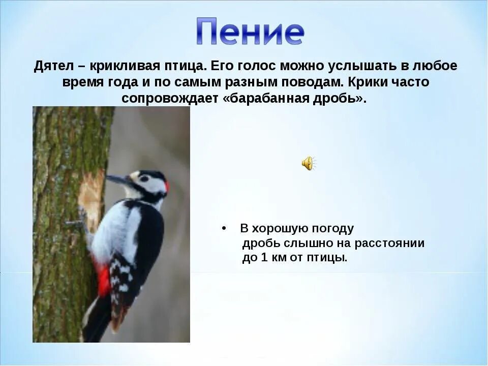 Птица дятел фото и описание Автор о повадках животных птиц и особенностях: найдено 72 изображений