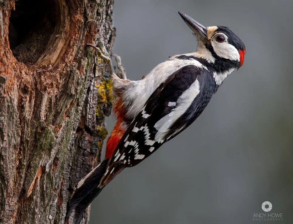 Птица дятел фото и описание Great Spotted Woodpecker by Andyhowephotography ePHOTOzine