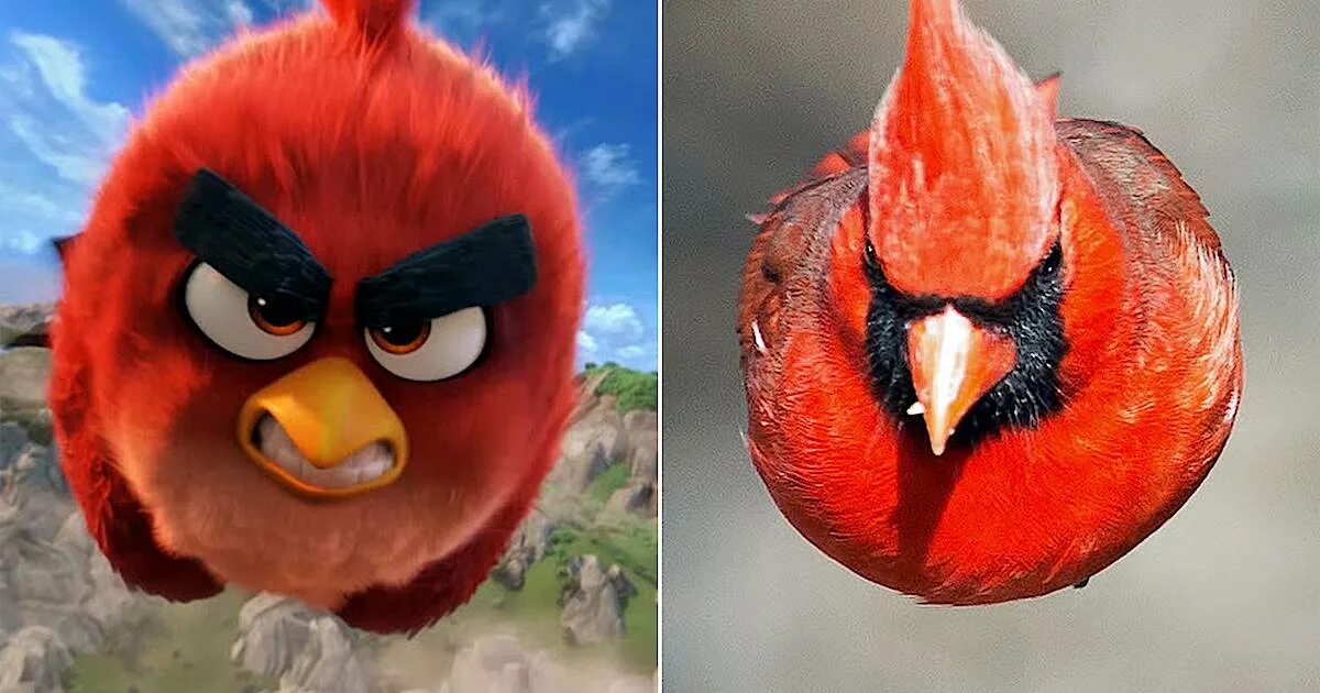 Птица энгри бердз фото Птица из Angry Birds реально существует, и она еще более отчаянная и бесстрашная