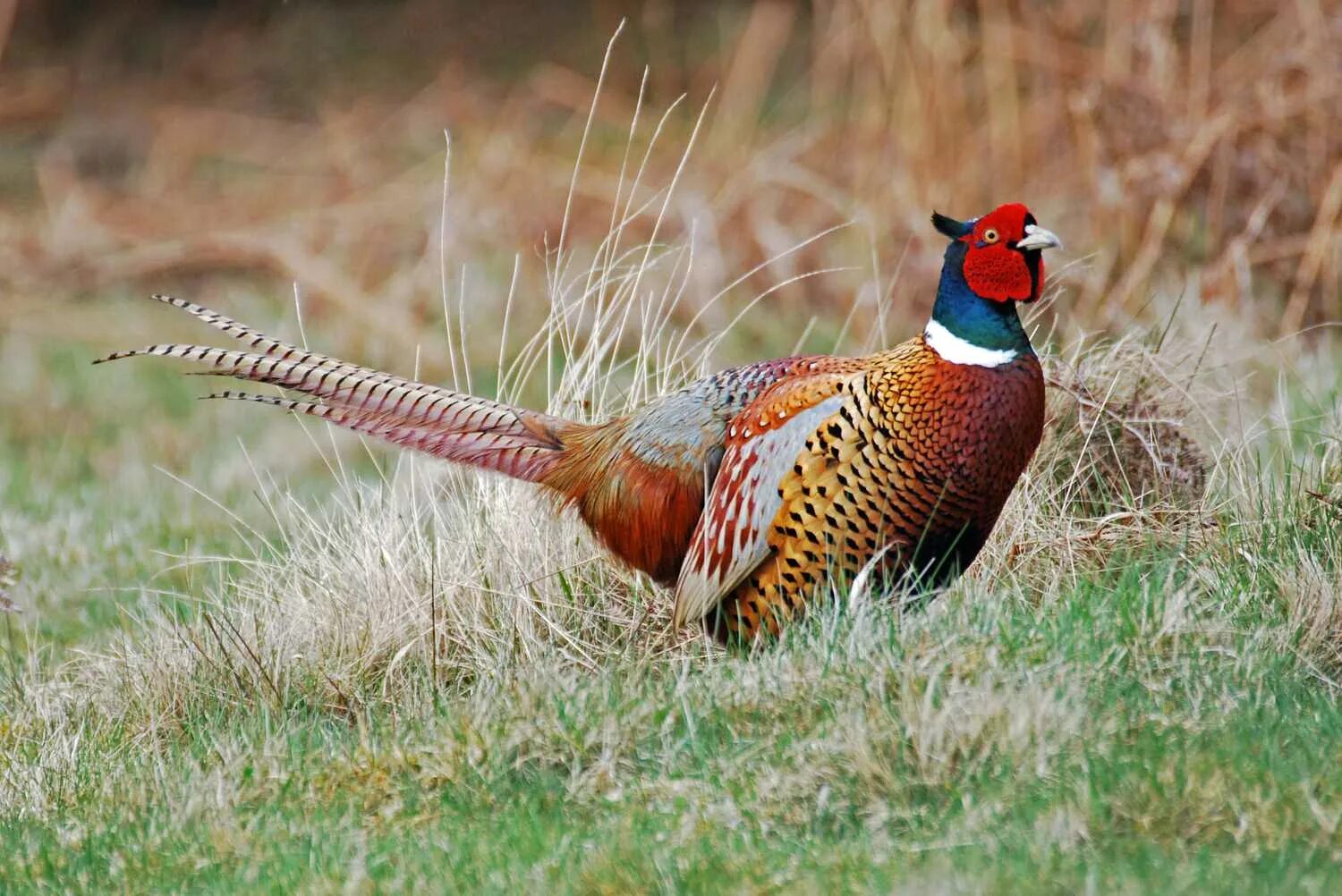 Птица фазан фото и описание Learn More About the 30 Main Bird Groups in the World