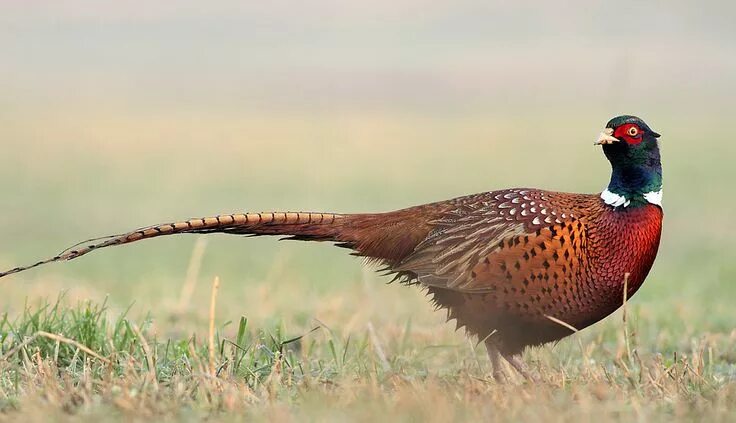 Птица фазан фото и описание Güzel kuşlar, Kuş, Renkli kuş