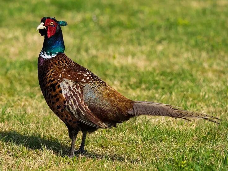 Птица фазан фото и описание Pheasant Bird Plumage - Free photo on Pixabay Common pheasant, Pheasant, Types o