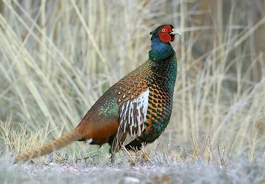 Птица фазан самка самец фото Pheasant Hunting Pheasant hunting, Pheasant, Quail hunting