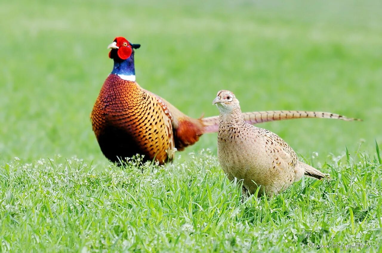 Птица фазан самка самец фото Фазан (лат. Phasianus colchicus)