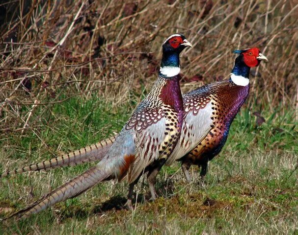 Птица фазан самка самец фото Ringneck Pheasant - Very fun to hunt and eat. Pheasant hunting, Pet birds, Pheas