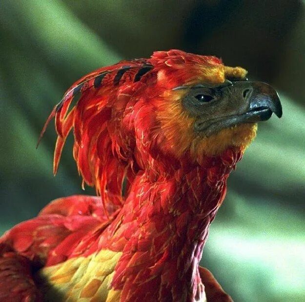 Птица феникс фото настоящие как выглядит Phoenix (Harry Potter) Non-alien Creatures Wiki Fandom