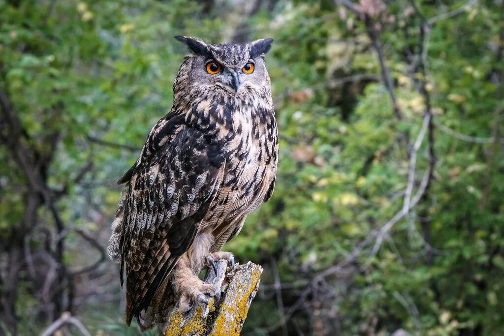 Птица филин фото и описание The Eurasian Eagle Owl on emaze