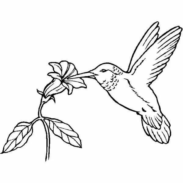 Птица фото раскраска Realistic Hummingbird Coloring Page Bird Sheets Sketch Coloring Page Bird colori