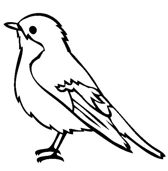 Птица фото раскраска Robin Coloring Pages - Best Coloring Pages For Kids