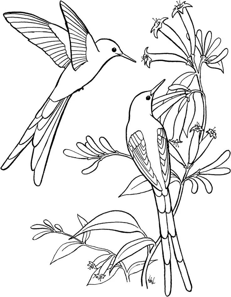 Птица фото раскраска колибри карандашом - Поиск в Google Bird coloring pages, Bird drawings, Hummingb