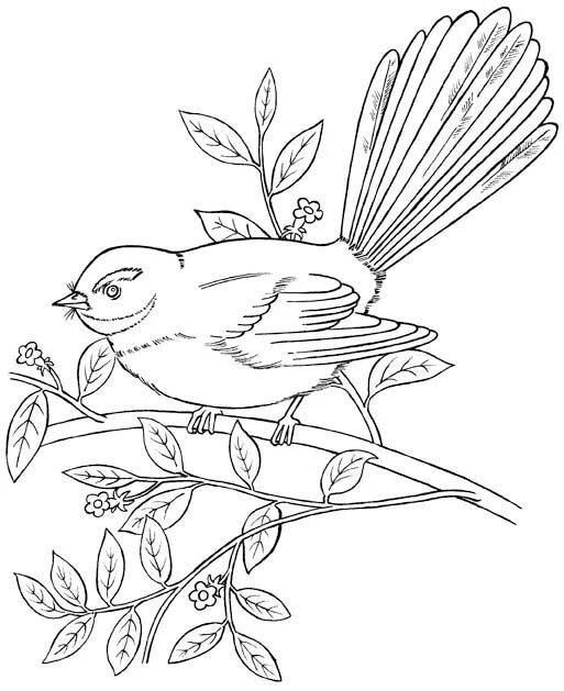 Птица фото раскраска Free Bird Coloring Pages For Your Kids Bird coloring pages, Bird drawings, Simpl