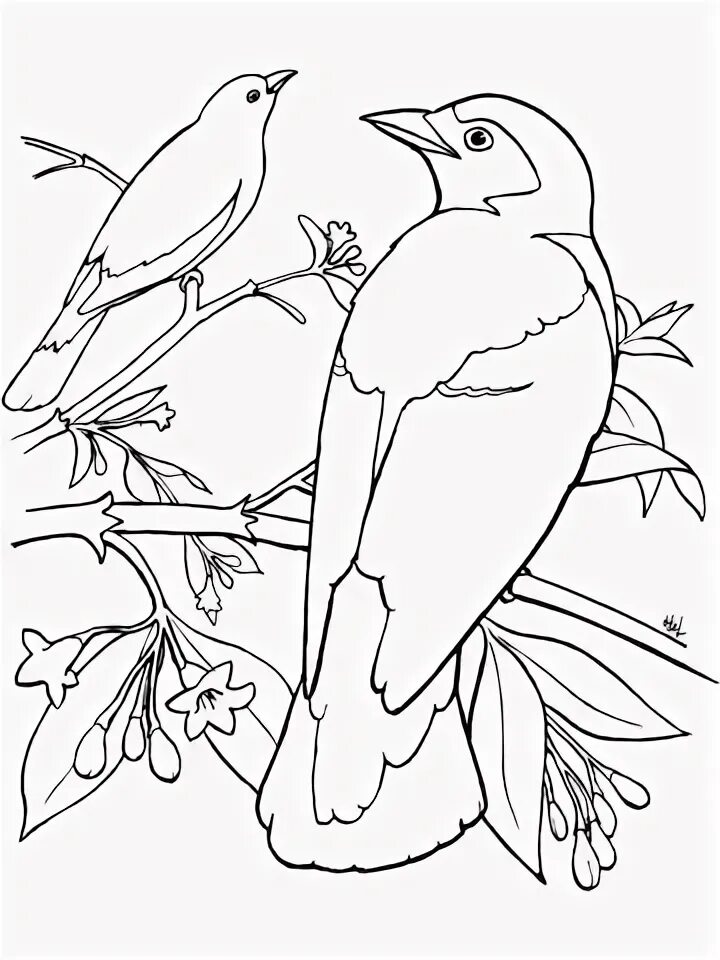 Птица фото раскраска Two Bluebirds Perched on a Tree Coloring page Bird drawings, Coloring pages, Ani