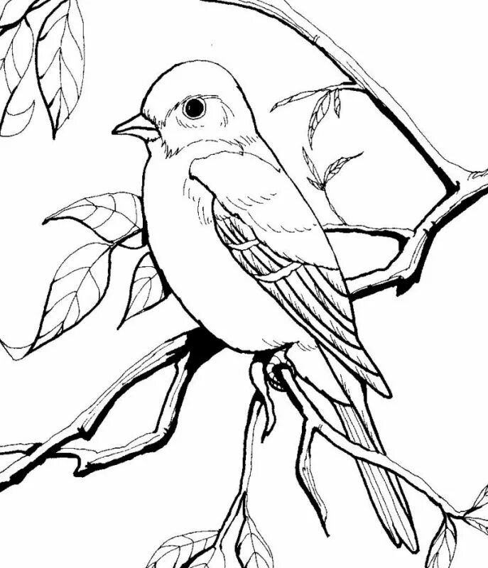 Птица фото раскраска blue bird coloring page - Google Search Bird coloring pages, Bird drawings, Bird