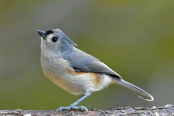 Птица фото слушать онлайн Tufted titmouse - Bird Informer