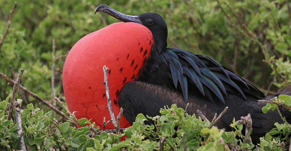 Птица фрегат фото Top Galapagos Island Birds to See - Part Two