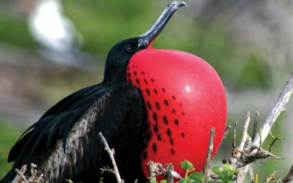 Птица фрегат фото Frigate bird Weird birds, Animals, Birds