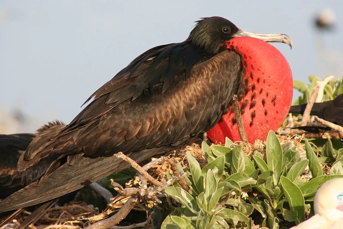 Птица фрегат фото Файл:Male great frigatebird.JPG - Википедия