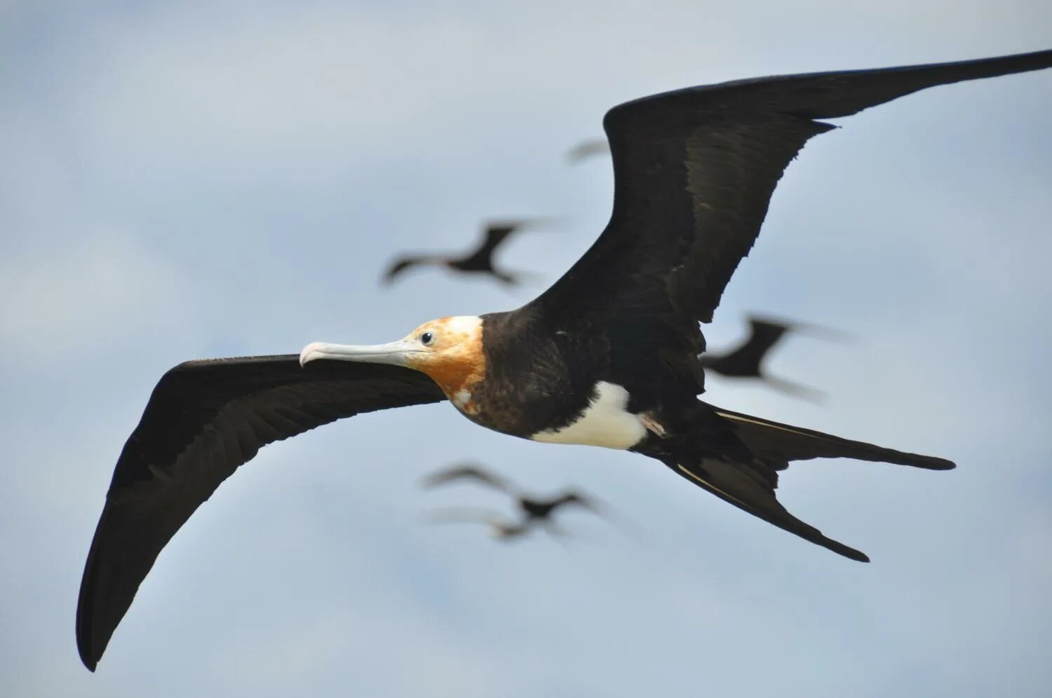 Птица фрегат фото Great frigate birds found able to fly for months at a time