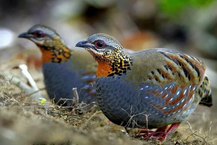 Птица фрейара ежевичные куропатки фото rufous throated partridge family photos http://www.atozpictures.com/rufous-throa