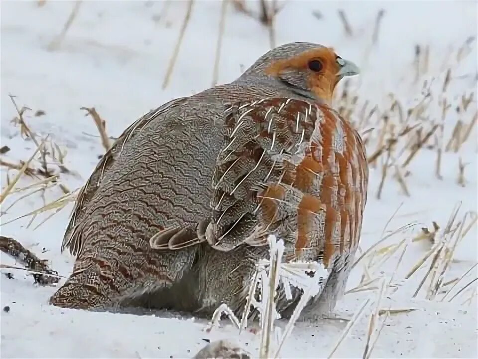 Птица фрейара ежевичные куропатки фото Grey Partridge NatureRules1 Wiki Fandom