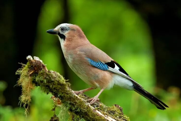 Птица фрейара фото Сойка (фото) - птичка, поражающая своим репертуаром Jay bird, Bird, Bird wallpap