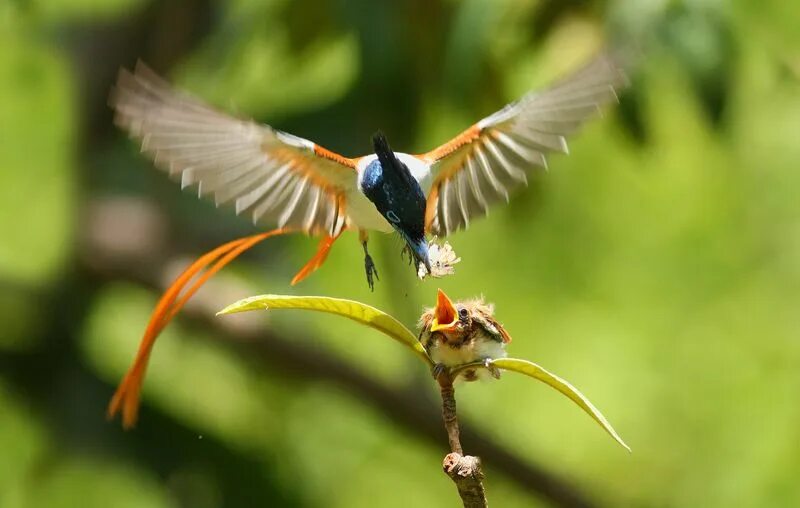 Птица фрейара фото Райская мухоловка, птица Flycatcher, Wonders of the world, Beautiful birds