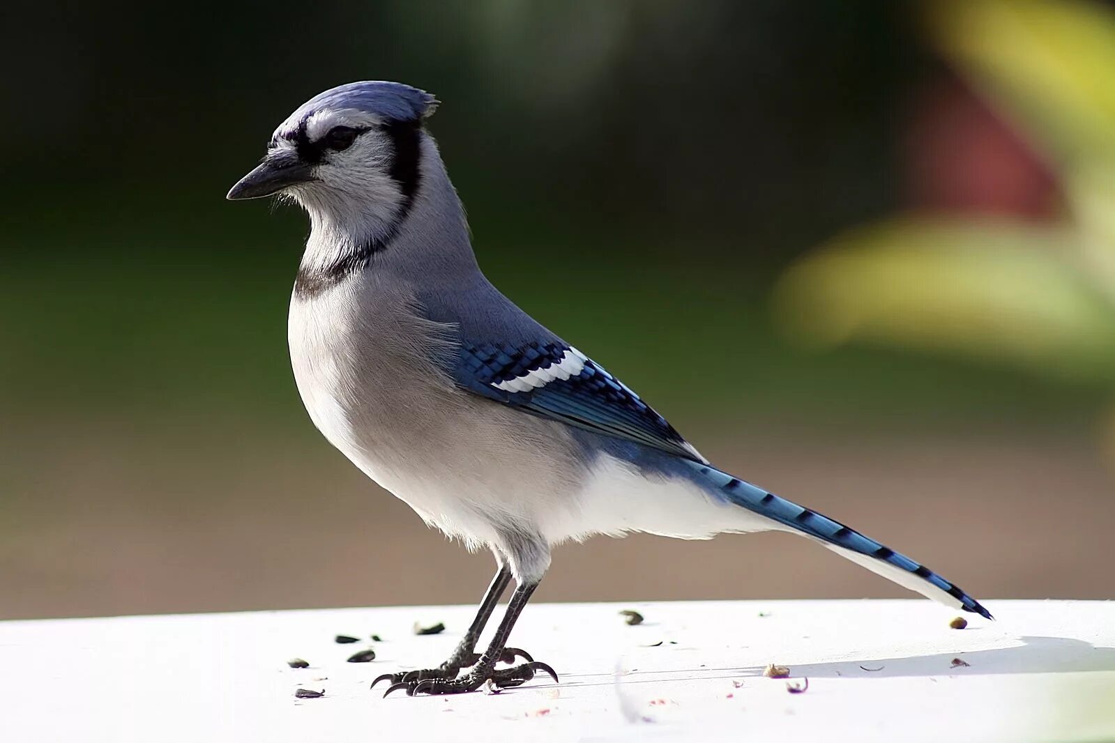 Птица фрейара фото File:Bluejay (Cyanocitta cristata) (1547) - Relic38.jpg - Wikipedia