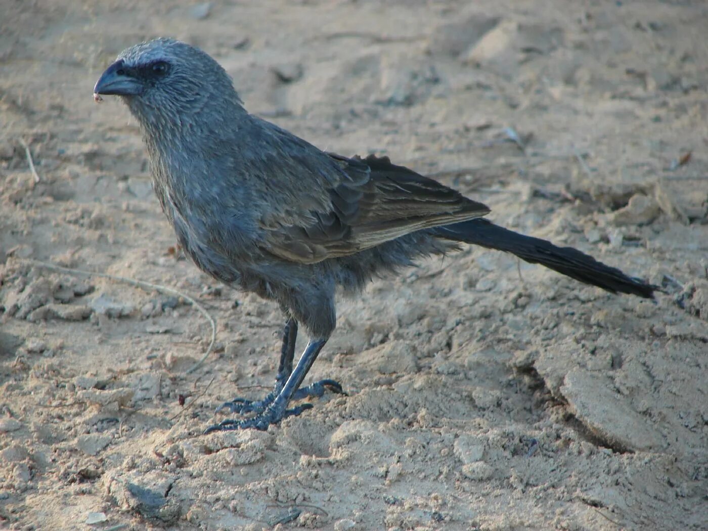 Птица фрейара фото Apostlebird on earth photo and wallpaper. All Apostlebird on earth pictures